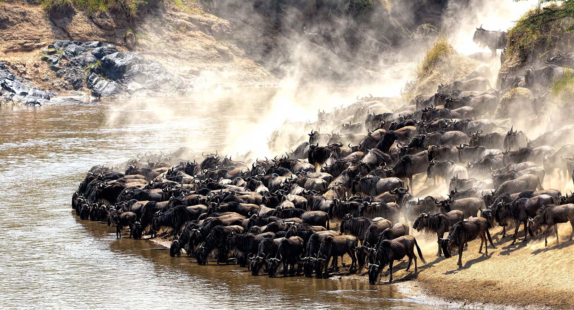 Tanzania Wildebeest Migration