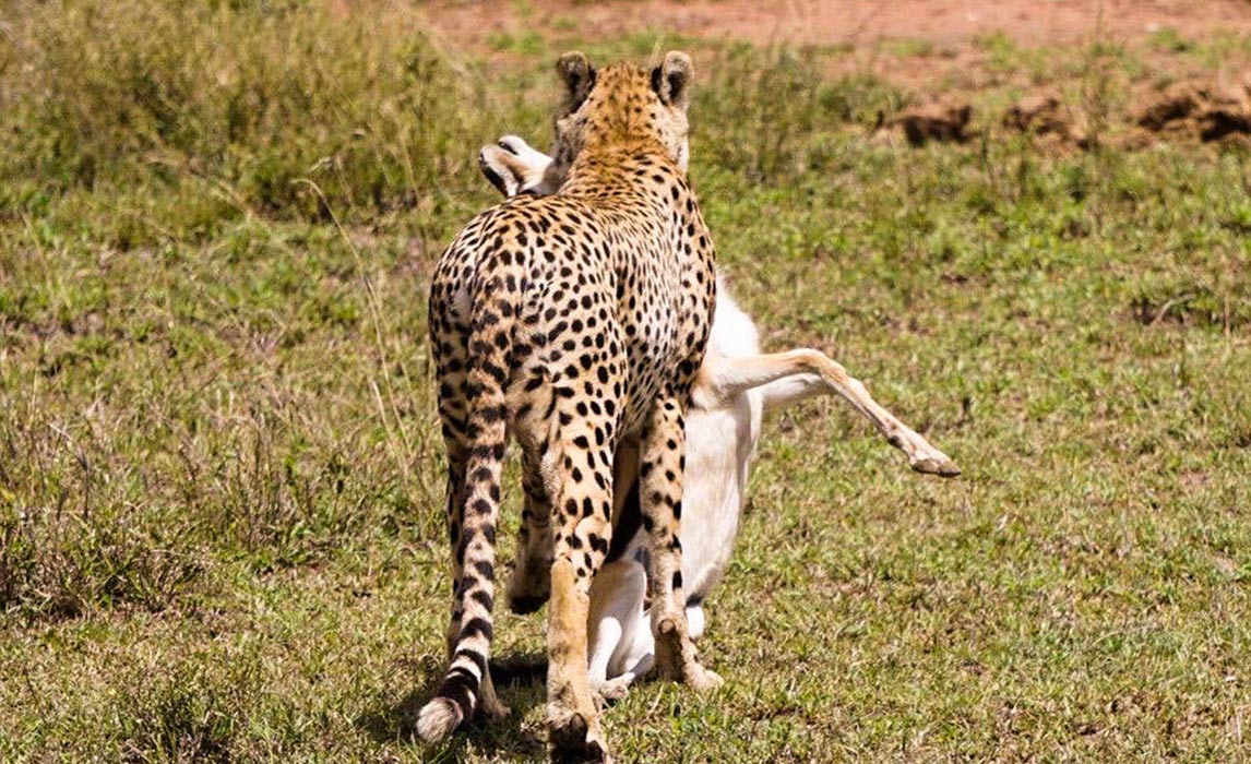 Tarangire And Serengeti Safari